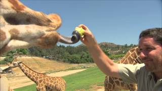 San Diego Zoo Kids  Giraffe [upl. by Hughie]