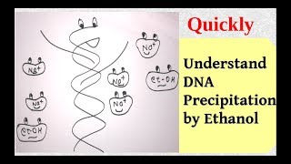 DNA precipitation [upl. by Danyluk]