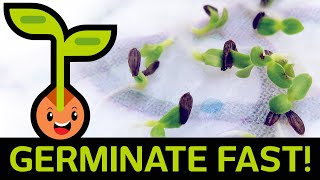 🌱 Fast amp Easy Seed Germination How to Start Seedlings from Paper Towel Method Container vs Baggie [upl. by Cohdwell]