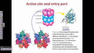 Proteasome and protein degradation [upl. by Charis]