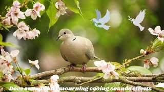 dove sounds  mourning dove and cooing sounds effect loud whistle [upl. by Cestar]