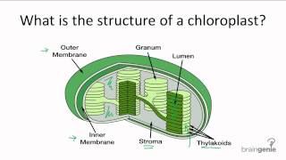 411 What is the structure of a chloroplast [upl. by Enirehs934]