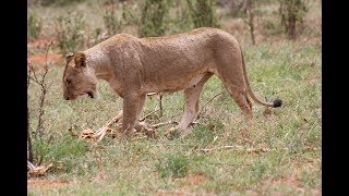 Safari im Tsavo Ost Nationalpark  Kenia [upl. by Olethea]