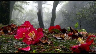 Camellia japonica in Japan [upl. by Weisman569]