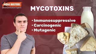 What Are Mycotoxins 🦠☣ 😷 [upl. by Lindeberg437]