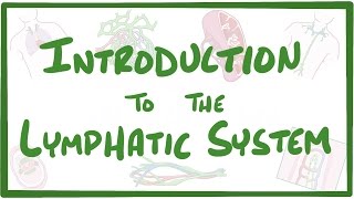 LYMPH NODE Anatomy amp Histology Simplified  Lymphatic System [upl. by Navonod]