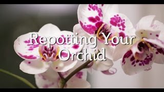 Repotting Your Orchid [upl. by Ettennil]