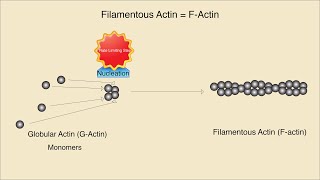 Microfilaments Structure Assembly and Function [upl. by Goldin]