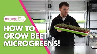 How to grow Beet Microgreens [upl. by Enirhtac]