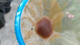 How to culture daphnia moina in a small container Part 1 English Subtitle [upl. by Benoite603]