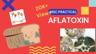 Aflatoxin  Mycotoxin  Microbiology Msc practical [upl. by Enirroc254]