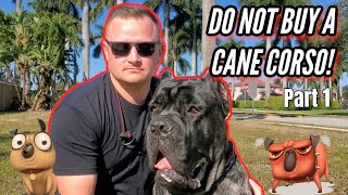 CANE CORSO  SHOULD YOU GET ONE Part 1 [upl. by Nessim814]