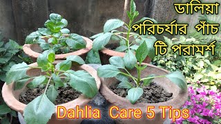 Growing Dahlias from Cuttings 5 tips [upl. by Canada]