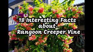 18 Interesting Facts about Rangoon Creeper Vine  Part 1 [upl. by Jola308]