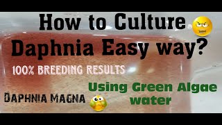 Daphnia MagnaHow to Culture Daphnia Easy wayCulturing Daphnia using Green water Daphnia [upl. by Cul]