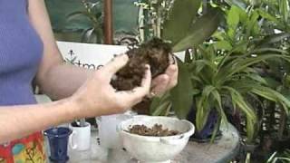 Phalaenopsis Repotting  Orchid Care  From rePotmecom [upl. by Amitie]