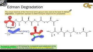 Edman Degradation [upl. by Ahsienor639]