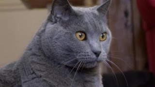 Cats 101  Chartreux [upl. by Anahsar867]