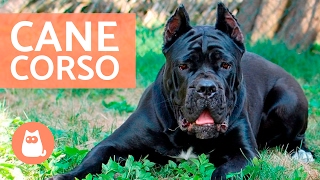 Cane corso  Características y adiestramiento del CANE CORSO [upl. by Gnilrits15]