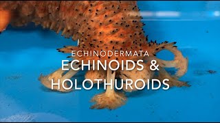 Echinodermata echinoids amp holothuroids [upl. by Enelehcim757]