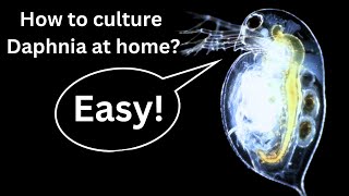 BEST Live Fish Food Beginner guide How to Culture Daphnia at home [upl. by Kwang399]