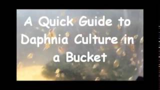 How to culture daphnia outside [upl. by Enigroeg950]