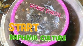 How to culture daphnia moina the easy way 1  Starting the Daphnia culture [upl. by Anayek293]