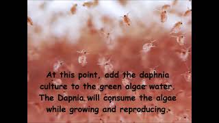 Daphnia  How to grow daphnia in your home [upl. by Einahpit706]