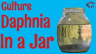 How to Culture Daphnia in a Jar [upl. by Ettelracs]