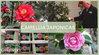 Growing Camellia Japonicas  The Greenery Garden amp Home [upl. by Jaquenette]