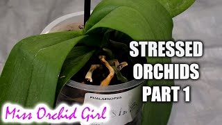 Rejuvenating stressed Orchids Part 1  Limp leathery leaves [upl. by Noisla]