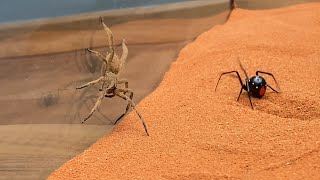 Brazilian Wandering Spider vs Black Widow [upl. by Enak]