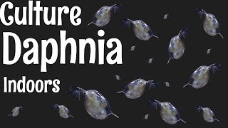 How to Culture Daphnia [upl. by Hertberg]