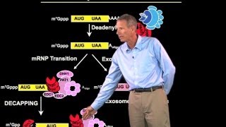 mRNA degradation  Roy Parker BoulderHHMI [upl. by Tommy]