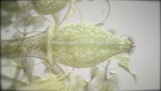 ADEPIDYN™  control on Botrytis cinerea [upl. by Nsaj]