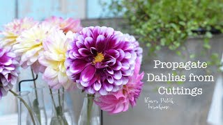 How to take Dahlia Cuttings easy way to get more [upl. by Susi395]