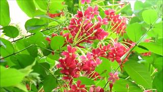 Beautiful Quisqualis Flowers indica plant [upl. by Fitzpatrick]