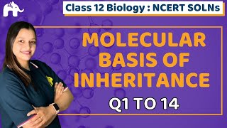 Molecular Basis of Inheritance Class 12 Biology Bio  Chapter 6  Ncert Solutions Questions 114 [upl. by Dallman]