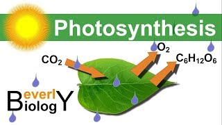 Photosynthesis in detail [upl. by Anuayek900]