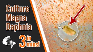 How to culture DAPHNIA MAGNA  The easy way [upl. by Adnaval]