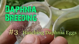 Daphnia Culture made simple and easy 3  Hatching Daphnia eggs [upl. by Lessirg163]