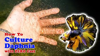 How to Culture Daphnia with ZERO Cost  Unlimited Live Food For Our Fish [upl. by Aicul]