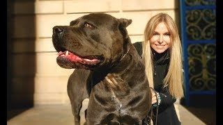 THE CANE CORSO  POWERFUL ROMAN DOG OF WAR [upl. by Aeslek]