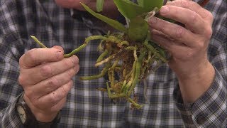 Repotting Grocery Store Orchids [upl. by Etnohc]