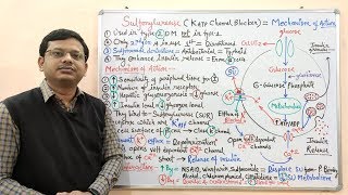 Diabetes Mellitus Part10 Mechanism of Action of Sulfonylurease  Antidiabetic Drugs  Diabetes [upl. by Ellezaj]