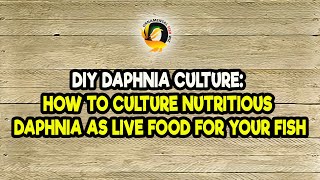 DIY Daphnia Culture How to Culture Nutritious Daphnia as Live Food for Your Fish [upl. by Macdermot31]