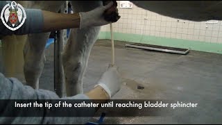 Urethral catheter placement in horses [upl. by Llebpmac]