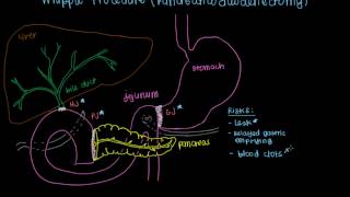 Whipple Procedure Pancreaticoduodenectomy [upl. by Nivlag]