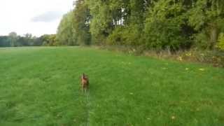 Epileptischer Anfall beim Gassigehen  Epileptic seizure during a dog walk [upl. by Linus147]