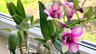 How to Grow Orchids Growing Orchids Orchid Care [upl. by Aiello587]